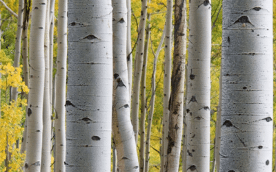 Was ist die CMD und was sind die Symptome?