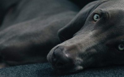 Was du von Hunden lernen kannst – oder achte auf deine Gedanken!