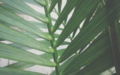 Was haben Zahnmedizin und Orthopädie miteinander zu tun?