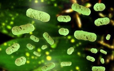 Die wunderbare Welt in Dir – dein Mikrobiom