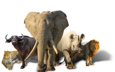 Kenne Deine BIG FIVE FOR LIFE